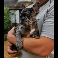 French Bulldog - Both