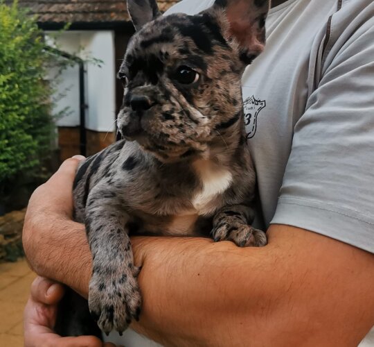 French Bulldog