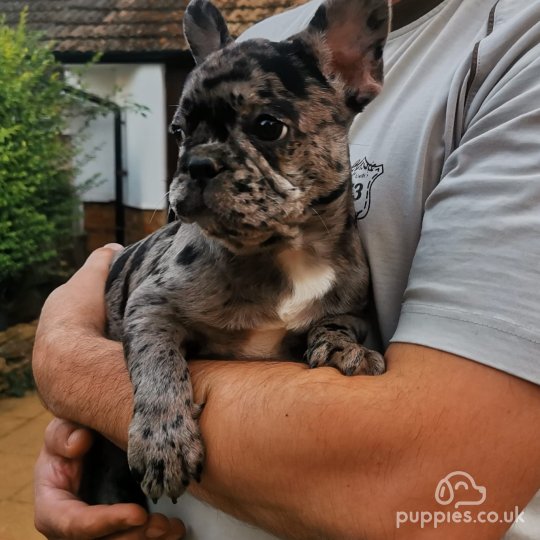 French Bulldog - Both