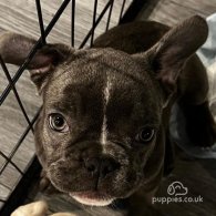 French Bulldog - Both