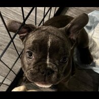 French Bulldog - Both