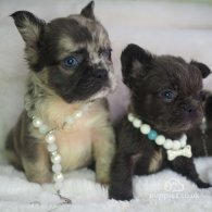 French Bulldog - Both