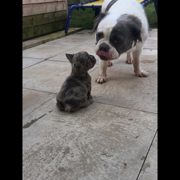 French Bulldog - Both