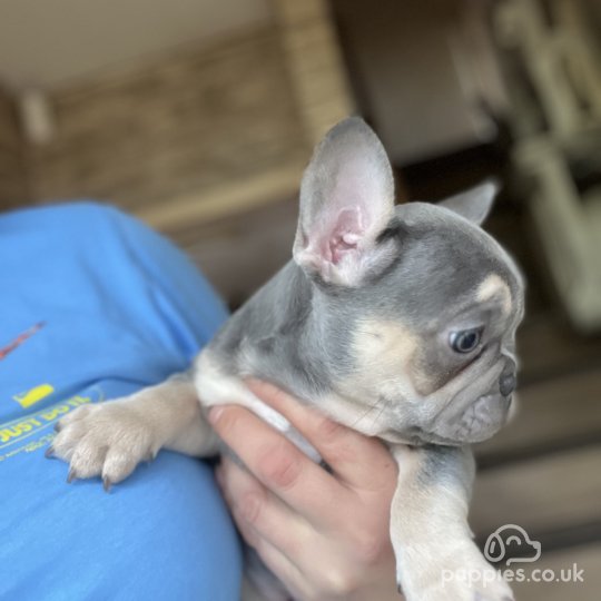 French Bulldog - Both