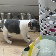 French Bulldog - Both