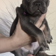 French Bulldog - Both