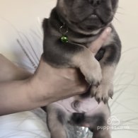 French Bulldog - Both