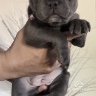 French Bulldog - Both