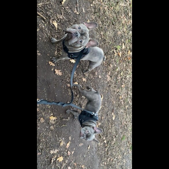 French Bulldog - Both