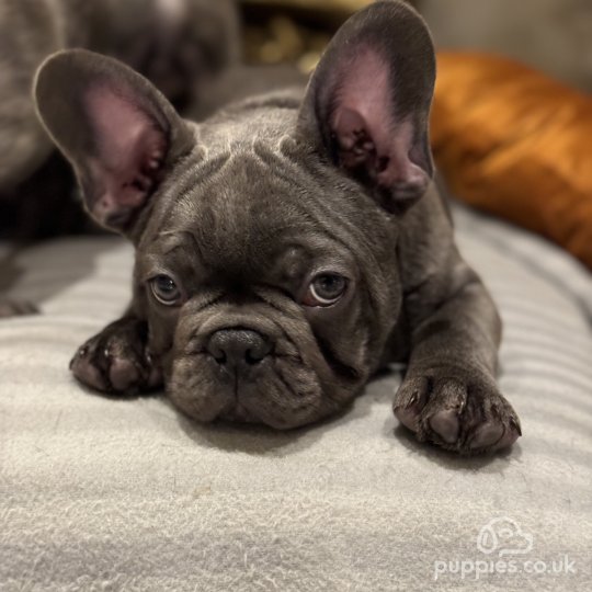 French Bulldog - Both