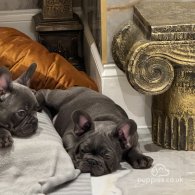 French Bulldog - Both