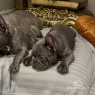 French Bulldog - Both