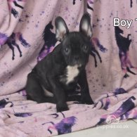 French Bulldog - Both