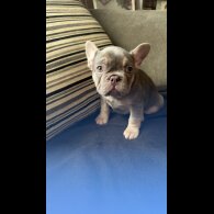 French Bulldog - Both