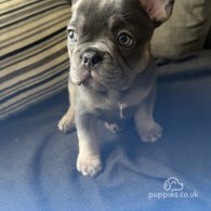 French Bulldog - Both