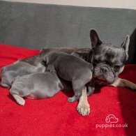 French Bulldog - Both