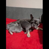 French Bulldog - Both