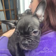 French Bulldog - Both