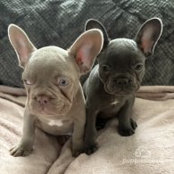 French Bulldog - Both