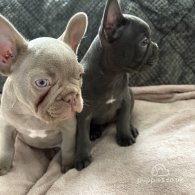 French Bulldog - Both