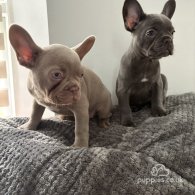 French Bulldog - Both