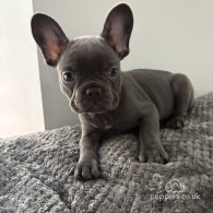 French Bulldog - Both