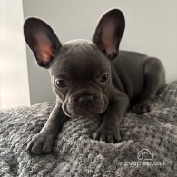 French Bulldog - Both