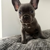 French Bulldog - Both