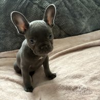 French Bulldog - Both