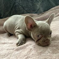 French Bulldog - Both