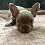 French Bulldog - Both