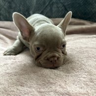 French Bulldog - Both