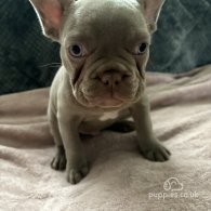 French Bulldog - Both