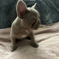 French Bulldog - Both