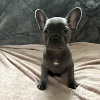 French Bulldog - Both