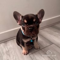 French Bulldog - Dogs