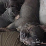 French Bulldog - Dogs