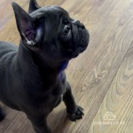 French Bulldog - Both