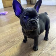 French Bulldog - Both