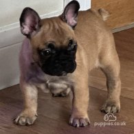 French Bulldog - Both