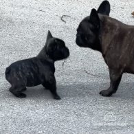 French Bulldog - Dogs