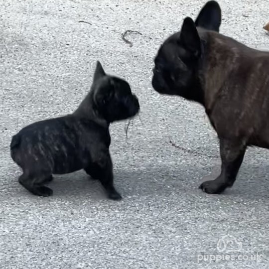 French Bulldog - Dogs