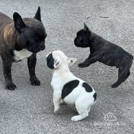 French Bulldog - Dogs