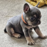 French Bulldog - Both