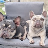 French Bulldog - Both