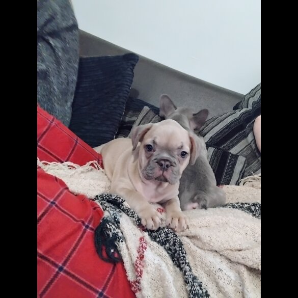 French Bulldog - Both