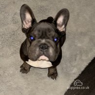 French Bulldog - Bitches