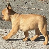 French Bulldog - Bitches