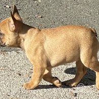 French Bulldog - Bitches