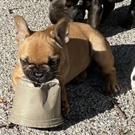 French Bulldog - Bitches